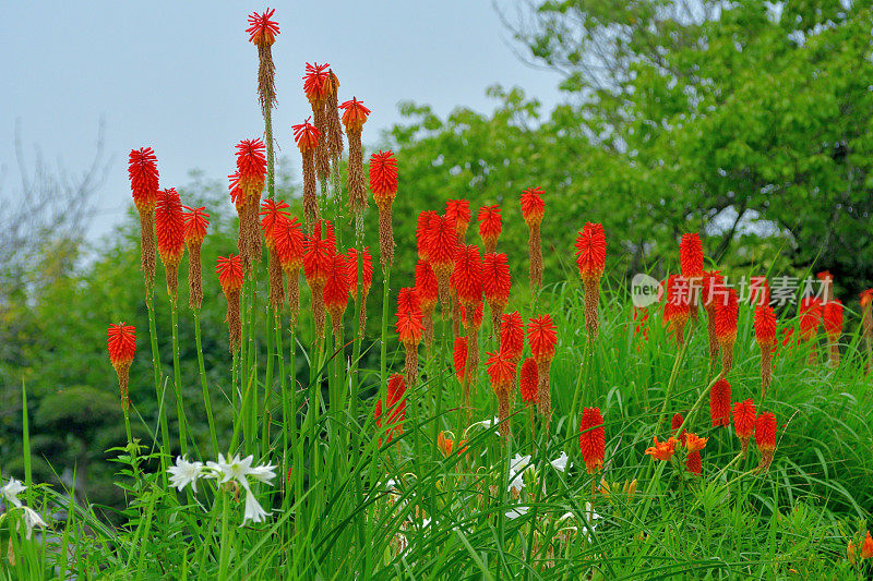 剑草/火炬百合/三角花:颜色鲜艳，密集，直立的穗状花序